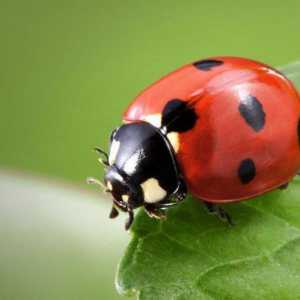 Ladybug татуировка: изящна красота