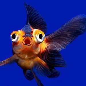 Телескоп (аквариумна риба): грижа и поддръжка