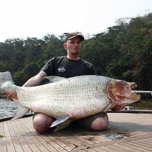 Тигър риба Голиат е хищник на река Конго