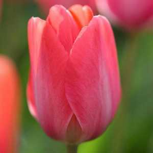 Tulip Van Eyck: снимка, описание, разпространение