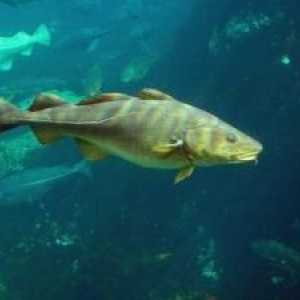 Тълкувателят на съня интерпретира: живите риби мечтаят за доброто
