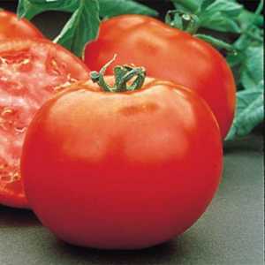 Tomato Polbig: Описание на хибридния сорт домати