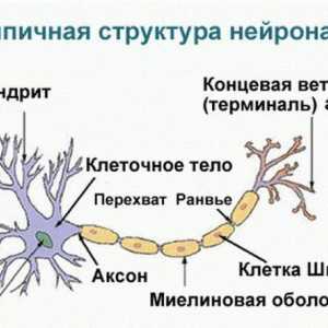 Спиране в централната нервна система: видове, механизъм, смисъл