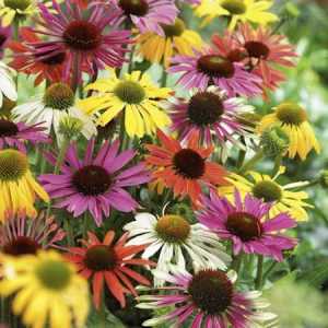 Echinacea билки: полезни свойства и лекарствени рецепти