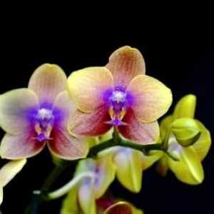 Взискателна орхидея: как да засаждате цвете