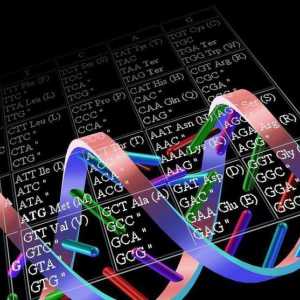 Триадичният код и функционалната единица на генетичния код