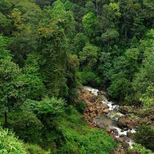 Тропическата гора на Индия: характеристики на флората и фауната