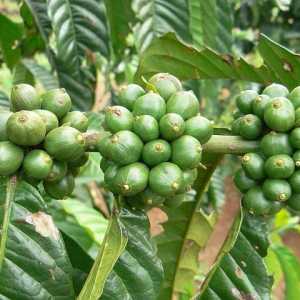 "Тропикана тънко зелено кафе" ("Evalar") за отслабване: прегледи и принцип на…