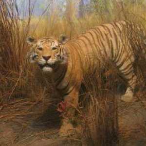 Турански тигър: местообитание (снимка)