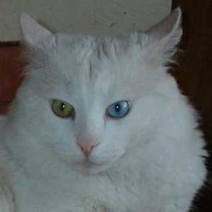 Турска ангора - котка с чудесна красота