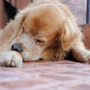 Кучето има кръв от ануса: възможни причини и характеристики на лечението