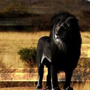 Удивителни котки: черни лъвове