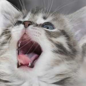 Грижа и хранене във време, когато котенцата променят зъбите си (накратко за основното нещо)
