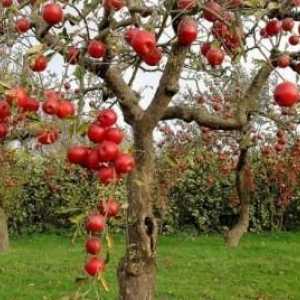 Грижа за ябълковите дървета през есента: важни точки