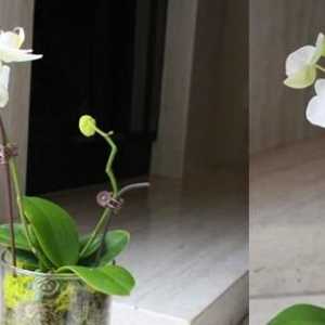 Грижа за орхидеите във вазата