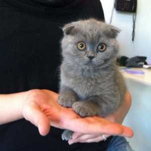 Грижа за Scottish Fold Kitten: основни правила за собствениците