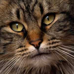 Уникална порода котка - сибирска