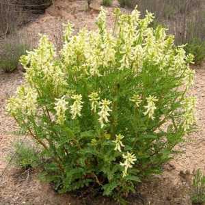 Уникалното растение Astragalus в състава му: лечебни свойства
