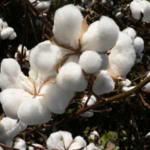 Уникални свойства на памука - естествен материал