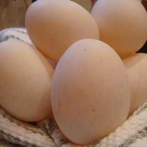 Яйца патици: полза и вреда. Дали яйцата пате?