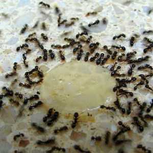 Научете как да се отървете от домашни червени мравки