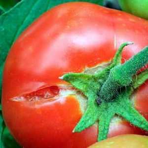 Научаваме защо доматите са напукани в оранжерията