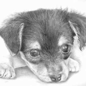 Научете как да рисувате молив стъпка по стъпка кученце