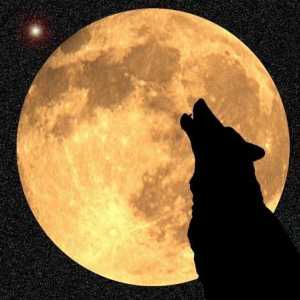 Разберете защо всъщност вълците вият на Луната