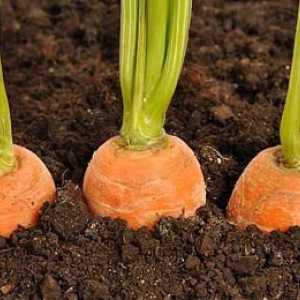 Разберете причините, поради които рогата моркови расте