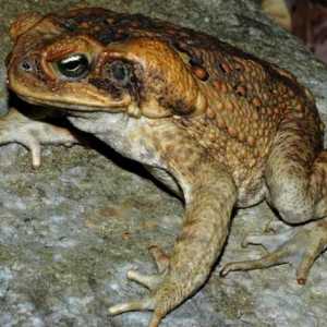 В Австралия, тръстикови жаби, котешка храна и месоядни мравки