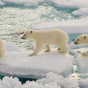 В каква естествена зона живее полярната мечка и на кои континенти?