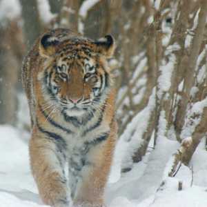 В каква естествена зона живее тигърът днес на планетата