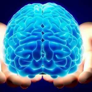 В търсене на отговор: колко тежи човешкият мозък?