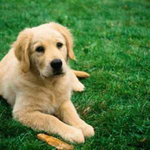 Ваксина срещу бяс за кучета: имена, инструкции, дата на валидност