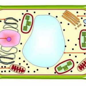 Вакуум: структура и функция на органели в растителни и животински клетки