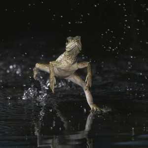 Базилиск: гущер, който ходи по водата