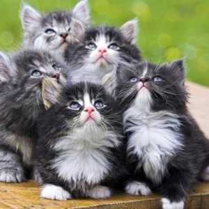 Вазелин масло за котки: нека да улесни живота на четири крака!