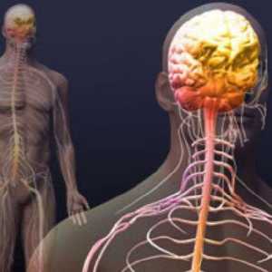 Автономната нервна система включва симпатиковата и парасимпатиковата нервна система