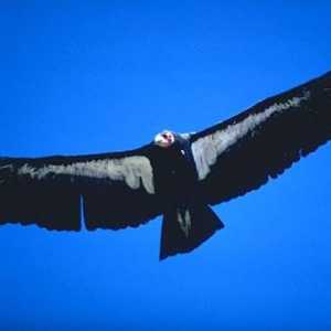 Величествен хищник: птицата на кондора