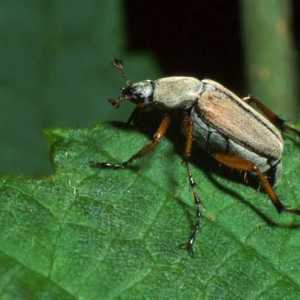 Един пролетен приятел е бръмбар през май. Колко крака има бръмбарът и за какво се използват?