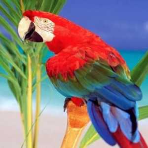Видът на папагалите - сложността на характера и очарованието на комуникацията