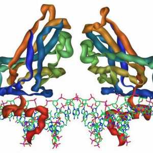Видове протеини, техните функции и структура