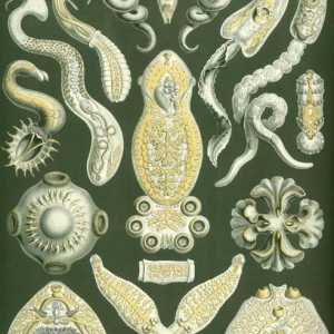 Видове червеи: описание, структура, ролята им в природата