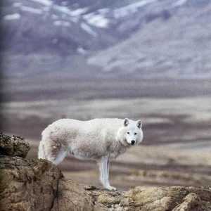 Видове и подвидове на вълци. Тундърски вълк: описание, характеристики и местообитание