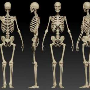 Видове кости. Човешка анатомия: Кости