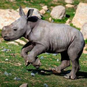Типове носорози: описание. Каква е името на бебето?