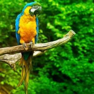 Видове папагали: снимка, име. Как да определите вида на папагала?
