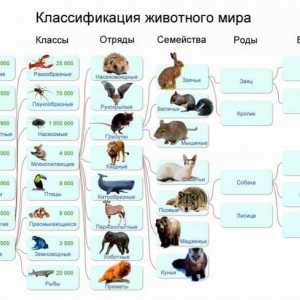 Видове животни: примери, класификация