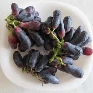 Грозде Ледени пръсти - лидер сред сортовете грозде