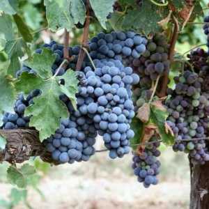 Каберне грозде: Описание на сорта, функции и грижи